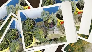 I love my mini garden &hearts;️ #nature #plants #garden #minigarden #diy #diypot #flowers