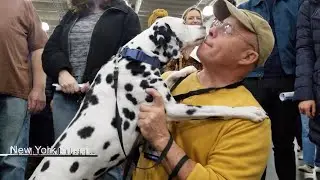 AKC American Kennel Club Meet The Breeds 2024 NYC January 27 2024