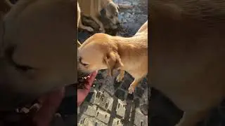 #pets #petsfofinhos #modapet #fofurinhasdali #cachorro #funil