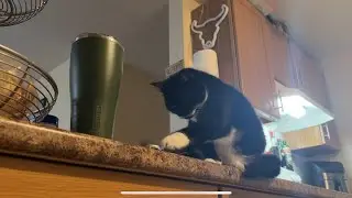 Cats Like Random Things - Bottle Cap 