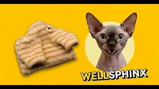 Choose products that will make your sphynx cat happy !