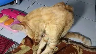 Cat's routine of cleaning its body