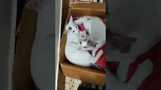 Camera conscious twins jack & Edward 🐈😺 #cat #shorts