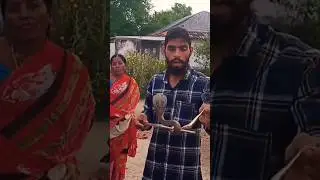 Indian spectacles venomous cobra snake rescue in gangadhara village local contact number 8179086040