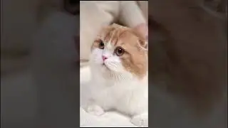 Cat style - purring cats