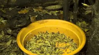 Gifttierhaus e.V. Eimsheim - Aga Kr&ouml;ten ( Bufo marinus ) 2