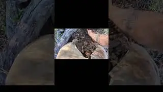 1 in 1 billion gold find #viral #fyp #foryou 