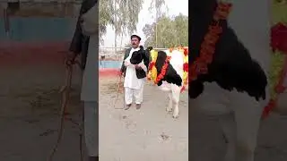 Salem Mandi Bhalwal | Holstien Cholistani friesian Cross Cow || Global Village Farming