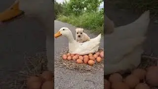 funny duck kissing dog 🐕