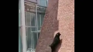 [ Crazy Goats ] Spider goats climbing a wall as never seen before