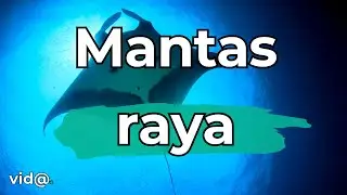 &iquest;C&oacute;mo Sobreviven las Rayas en las Profundidades Marinas? #vidatv #mantaraya
