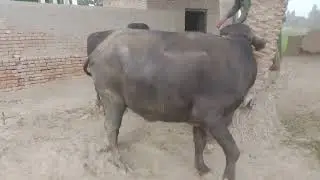 Water buffalo mating village | buffalo breeder mating how | buffalo mating fighting | Animal mating