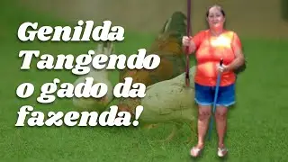 Genilda tangendo o gado da fazenda      🚜🐖🐄🐓🐔