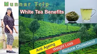 Munnar White Tea Preparation & Benefits