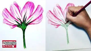 Art is Fun | Color Pencil | A Galsang Flower | Step by Step | mov
