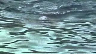 jaashan.flv