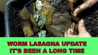 LASAGNA WORM BIN UPDATE