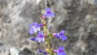 Penstemon subserratus