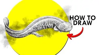 How To Draw A Giant Salamander