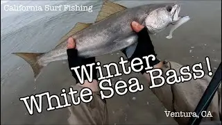 EP15 - Winter Halibut & White Sea Bass - Vince Goes Fishing