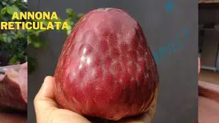 ANNONA RETICULATA / PINHA VERMELHA DOS ASTECAS