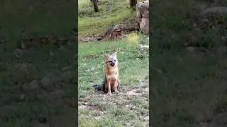 A Fox Family Adventure in Texas Hill Country - Gray Foxes #wildlife #fox #animals #nature