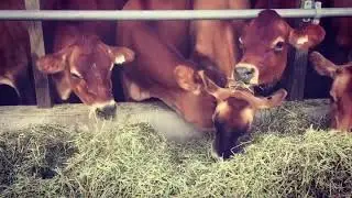 Dairy cows eating dinner