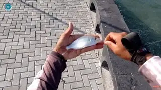PAMPO, CARAPEBA, PALOMBETA, CARAPICÚ, CORÓ E MUITA AÇÃO - PESCA DE PRAIA