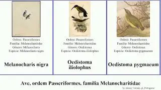 Ave, ordem Passeriformes, fam&iacute;lia Melanocharitidae melanocharis bird nigra longicauda Toxorhamphus