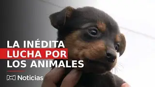 Dedicó su vida a salvar animales del abandono en Bogotá