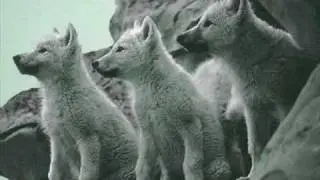 Hundid metsikus looduses.wmv