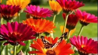 Fun with nature 💞कैलेंडुला फ्लावर | blooming calendula flower #calendula#flower#nature #shorts#viral