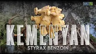 KEMENYAN: Dari Sesajen Mistis di Tapanuli Jadi RAHASIA WANGI Parfum Mewah Dunia
