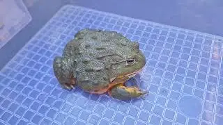Giant African Bullfrog eat mice