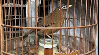 tối 17/1 họa mi mộc mẫu chiến bộ khướu mình củ đậu cho ae hợp nhãn zalo 0868977277