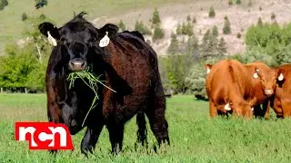 NEW Sustainable Beef Packing Plant 🥩  $1.2 Billion Annual Projection | North Platte Nebraska
