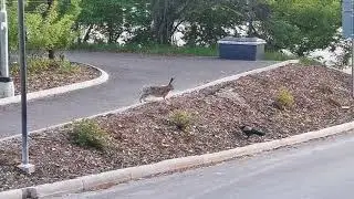 Crow and European hare interaction