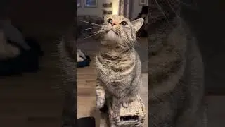Funny Cats 5 #FunnyCats #CatCuteness #KittenLove #catsdaily #catlovers #KittenVideos #bestcats