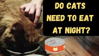 Should I Leave Food Out For My Cat At Night?