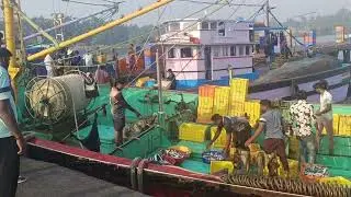 Udupi Fish market....🐟🐠🦈
