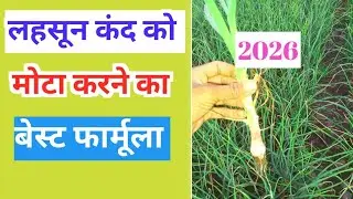 लहसुन के कंद को मोटा कैसे करें|lahsun ke kand ko mota kaise kare|#lahsunkikheti