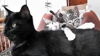 The Cutest Little Foster Cat Family Ever
