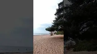 Уехали в Комарово... #влог #поездка #vlog #travel #море #экотропа #шелти #sheltie #dog