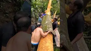 Cassia Cinnamon Harvest 😱