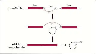 Light Regulates Plant Alternative Splicing through the Control of Transcriptional Elongation