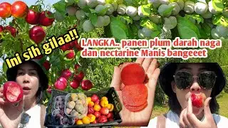 LANGKA..! PANEN PLUM DARAH NAGA DAN NECTARINE KUNING DAN MERAH INI SIH GILA MANIS BANGEET