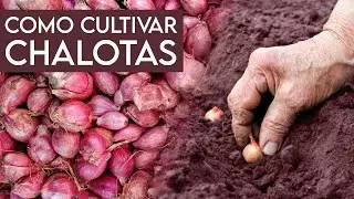 &iquest;C&oacute;mo CULTIVAR CHALOTA a partir de BULBOS y SEMILLAS en maceta?🎍