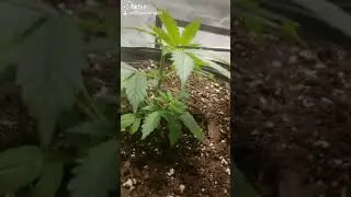 Preparing for LST!! Topping for an Even Canopy - Week 3 - Plant #2 - Check Description for Tips :)
