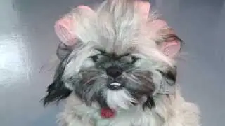Shih Tzu Wearing Hair Rollers - Moxy 9 months