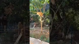 MISSY CAT JUMP 🐈 TIME WARP